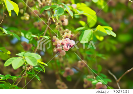 アケビの花 7027135