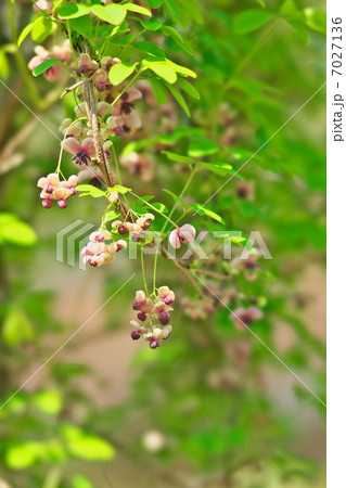 アケビの花 7027136