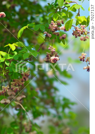 アケビの花 7027137