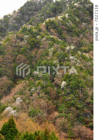 渓谷に咲くコブシ 7027138