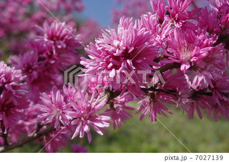 キクモモ_満開アップ キクモモ_満開アップ 7027139