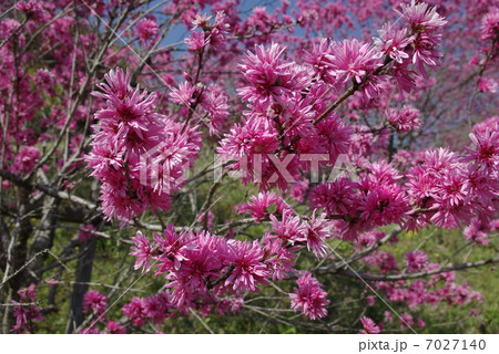 キクモモ_満開 7027140