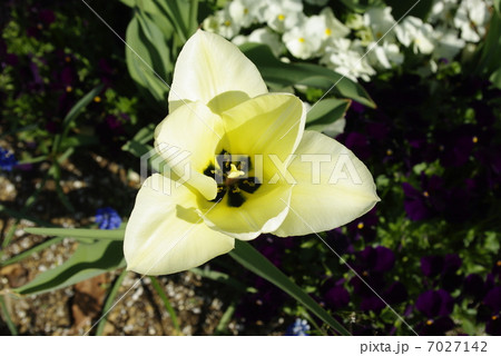 チューリップ_ホワイト 7027142