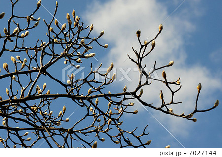 ハクモクレン-2 ハクモクレン-2 7027144