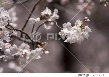 桜 7027247