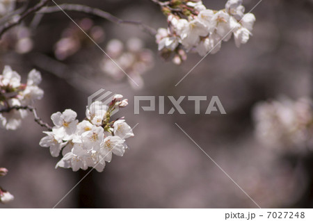 桜 7027248