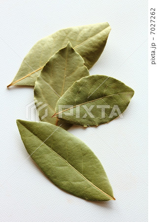 ローリエ ローリエ 7027262