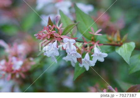 夏のアベリア　和名は花園衝羽根空木 7027387