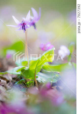 城山かたくりの里 7027392