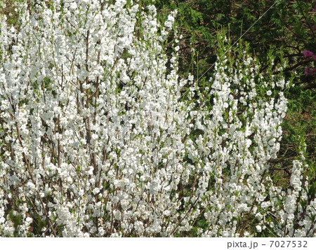 ホウキモモ 7027532