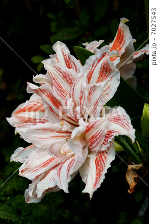 アマリリス　ダンシングクイーン 7027543