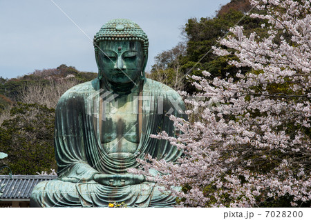 鎌倉大仏と桜 7028200