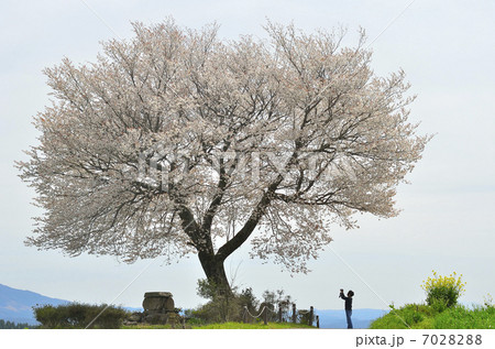 前原の１本桜 7028288