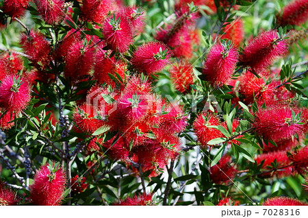 ブラシの木　別名は花槇 7028316