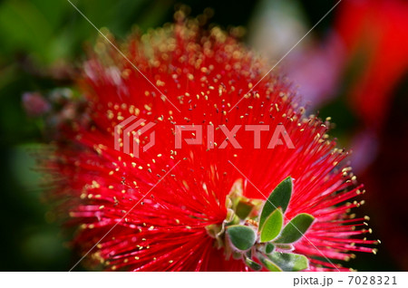 ブラシの木　別名は花槇 7028321