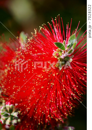 ブラシの木　別名は花槇 7028322