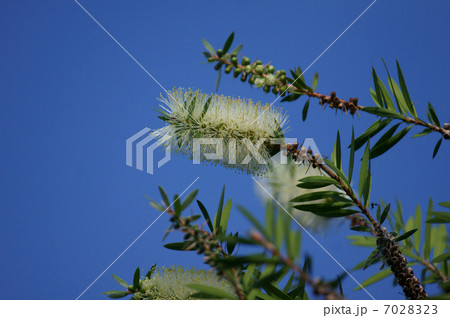 ブラシの木　別名は花槇 7028323