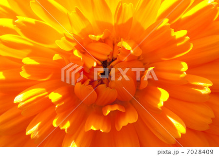 カレンデュラ 7028409