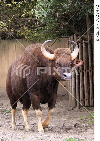 世界最大級の野生牛 ガウルの写真素材 7028472 Pixta