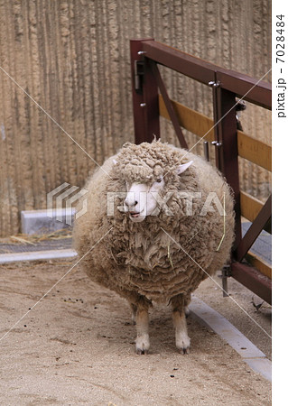 真ん丸ヒツジ（縦） 7028484