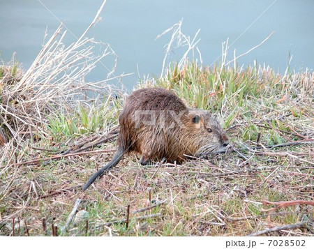 ヌートリア 7028502