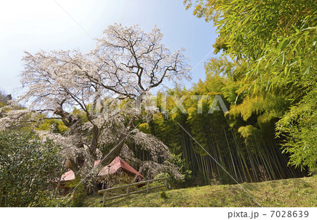 雪村桜 雪村桜 7028639