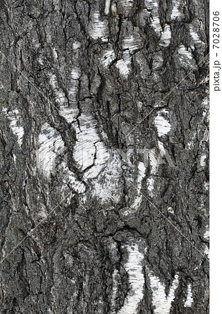 Trunk of old birch 7028706