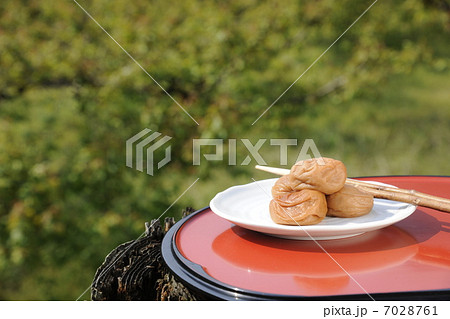 梅林と日本一の南高梅 梅林と日本一の南高梅 7028761