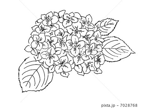 最高かつ最も包括的な紫陽花 イラスト 白黒 美しい花の画像