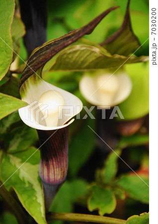 4月花 ユキモチソウ・サトイモ科15群生地 4月花 ユキモチソウ・サトイモ科15群生地 7030200