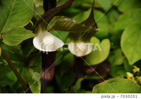 4月花 ユキモチソウ・サトイモ科14 4月花 ユキモチソウ・サトイモ科14 7030201