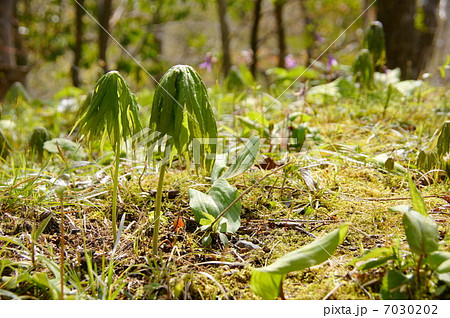 4月葉　ヤブレガサ・キク科05群生地 7030202