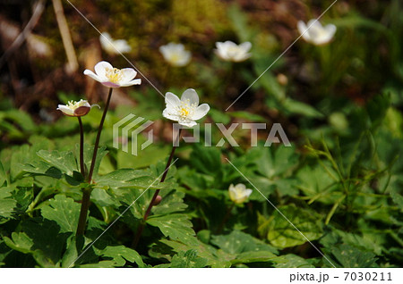 4月花　ニリンソウ・キンポウゲ科41群生地 7030211