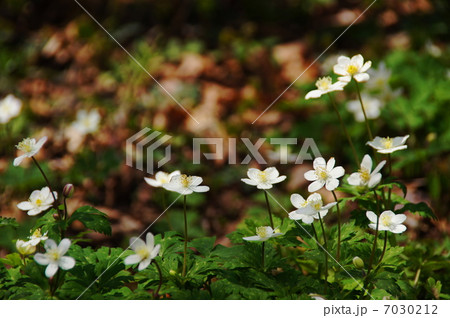 4月花 ニリンソウ・キンポウゲ科40群生地 4月花 ニリンソウ・キンポウゲ科40群生地 7030212