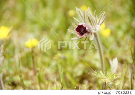 4月花 オキナグサ・キンポウゲ科22 4月花 オキナグサ・キンポウゲ科22 7030228