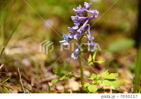 4月花　エゾエンゴサク・ケシ科03 7030237