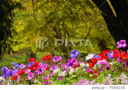 4月花 アネモネ・キンポウゲ科28花畑 4月花 アネモネ・キンポウゲ科28花畑 7030238