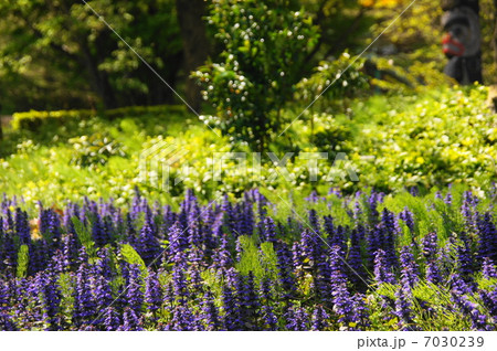 4月花　アジュガ・シソ科23花畑 7030239