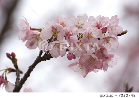 安行寒桜 大寒桜 アップ ２ の写真素材