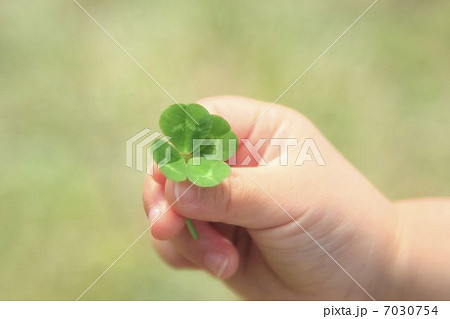 四葉のクローバー 7030754