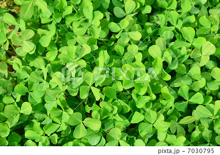 三つ葉のクローバー 7030795