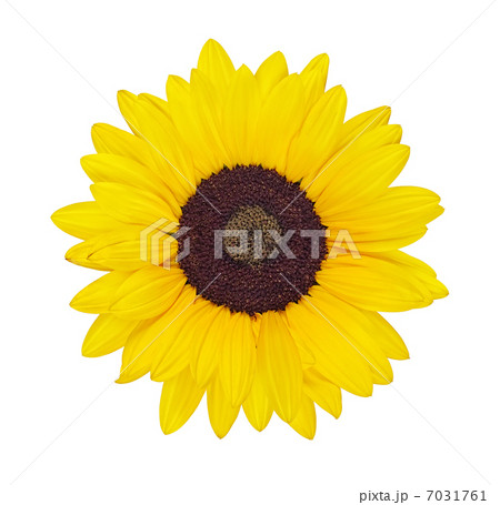 yellow sunflower yellow sunflower 7031761