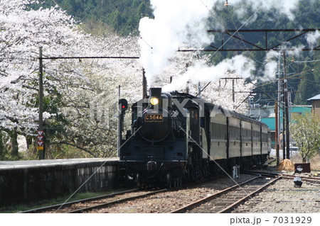桜と蒸気機関車c56 桜と蒸気機関車c56 7031929