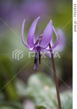 カタクリの花 7032019