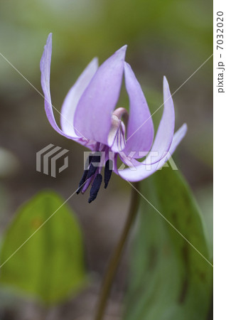 カタクリの花 カタクリの花 7032020