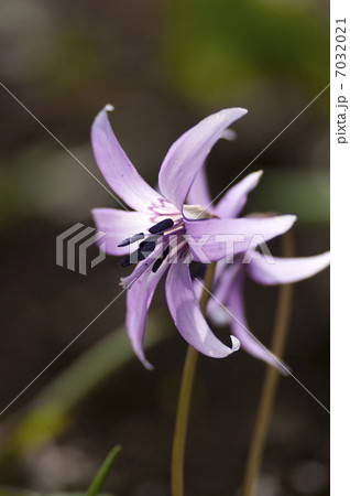 カタクリの花 7032021