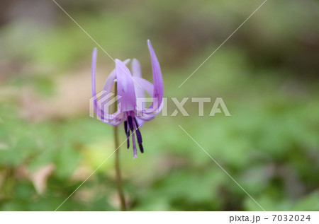 カタクリの花 カタクリの花 7032024
