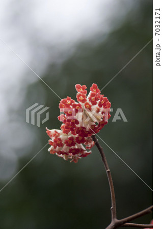 ミツマタの花 ミツマタの花 7032171