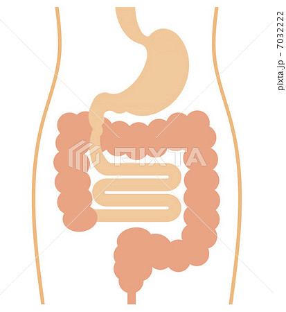 胃腸のイラスト素材