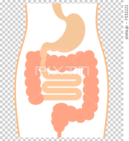 胃腸のイラスト素材